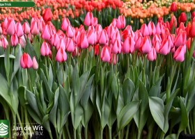 Tulipa Trick (1)